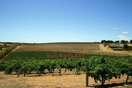 Image 0 for Blog The Best Wine Tours in Australia to Experience with a Companion