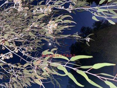 Profile Image of Stawell Escort .:.:.:.:.MISTY.:.:.:.:.