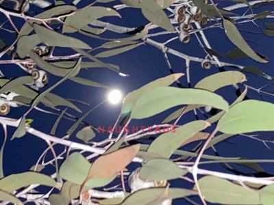 Profile Image of Stawell Escort .:.:.:.:.MISTY.:.:.:.:.