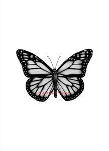 Profile Image of Taree Escort LucyCinders