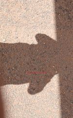 Image of Adelaide Male Escort Shane 