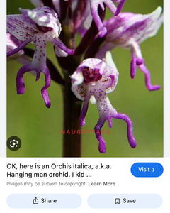 Image of Melbourne Escort .:.:.:.:.MISTY THE MADONNA.:.:.:.:.