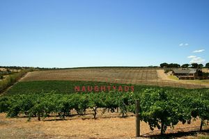 The Best Wine Tours in Australia to Experience with a Companion - Naughty Ads Escort Blog