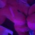 Thumbnail Image 4 of Adelaide Escort EmpressPink