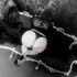 Thumbnail Image 7 of Melbourne Escort Yolanda