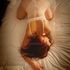 Thumbnail Image 2 of Melbourne Escort Vanessa Bailey