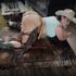 Thumbnail Image 4 of Melbourne Escort Rose