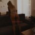 Thumbnail Image 10 of Perth Escort Summer rae 