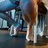 Thumbnail Image 2 of Sydney Male Escort DAMIENklass 