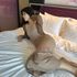 Thumbnail Image 6 of Sydney Escort Akari