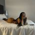 Thumbnail Image 6 of Sydney Trans Escort TS Zaynab 