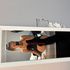 Thumbnail Image 4 of Adelaide Escort Jessy Hughes