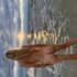 Thumbnail Image 6 of Brisbane Escort Sarah 