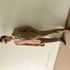 Thumbnail Image 1 of Brisbane Male Escort Dean Steele 