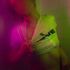 Thumbnail Image 8 of Canberra Escort Jay Hora 0480 090 150