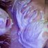 Thumbnail Image 4 of Gosford Escort Melanie 