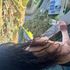 Thumbnail Image 1 of Melbourne Escort Maddy Mheow 