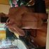 Thumbnail Image 0 of Melbourne Male Escort Rocco Rossi Italian Daddy