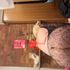 Thumbnail Image 3 of Melbourne Trans Escort Celina