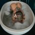 Thumbnail Image 2 of Adelaide Escort Queen Rose 