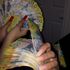 Thumbnail Image 0 of Perth Adult Job Ada Rose