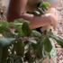 Thumbnail Image 0 of Perth Escort DAISY