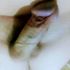 Thumbnail Image 0 of Rosebud Male Adult Content Creator Pierce