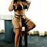 Thumbnail Image 3 of Sydney Escort Alana Mendez