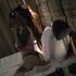 Thumbnail Image 7 of Sydney Escort Jazz
