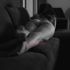 Thumbnail Image 5 of Traralgon Escort Jordie bell